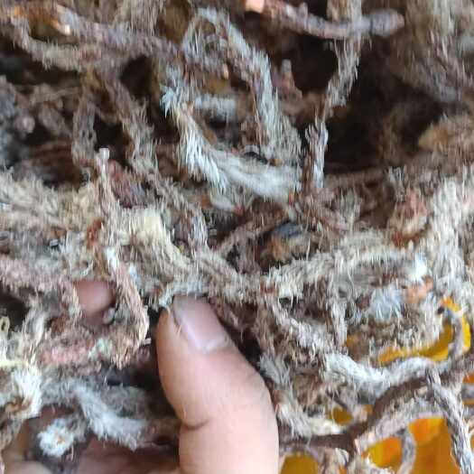 贺州白毛蛇