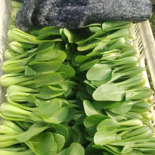 曹县精品叶菜，上海青，小白菜
