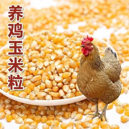 元氏县河北石家庄优质黄玉米粒容重720g/L水分14%-16%净粮