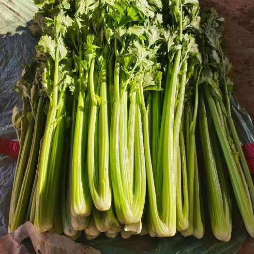 河北邯郸新鲜芹菜 现摘现发