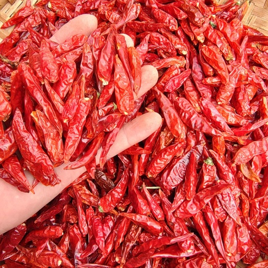 昆明云南香妃小米辣/椒中玉/2024新货