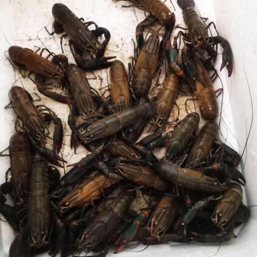 珠海澳洲小龙虾