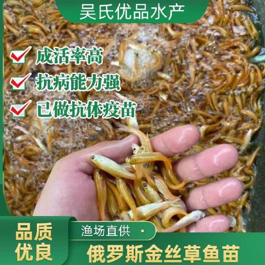 佛山金草鱼苗，金丝草鱼苗