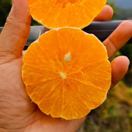 师宗县红江橙