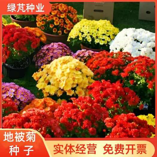 沭阳县工程绿化园林景观花卉地被菊种籽多年生花园阳台盆栽观赏花种子