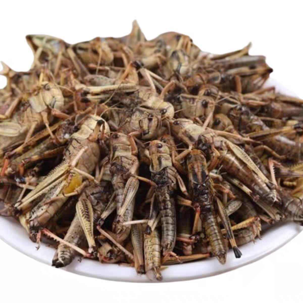 蚂蚱，自己家养殖的