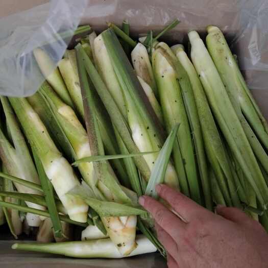芜湖电商茭白