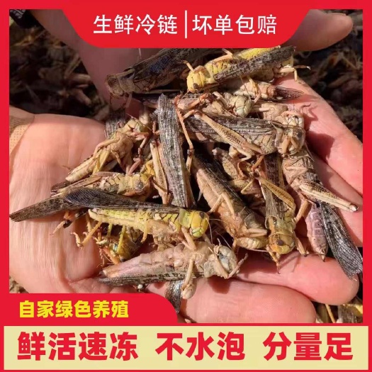 蚂蚱，自己家养殖的