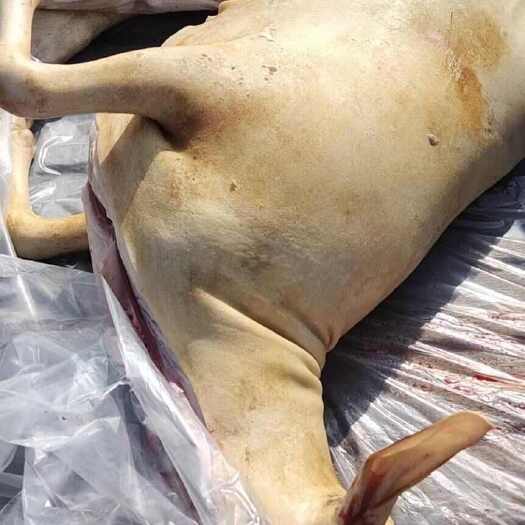 商河县农家山羊新鲜全羊整只羊白条羊带皮羊腔子冷冻现杀20斤烤全羊