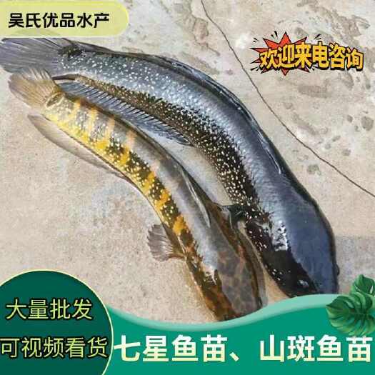 高州市七星鱼苗，产地直批，百万现货，支持全国发货
