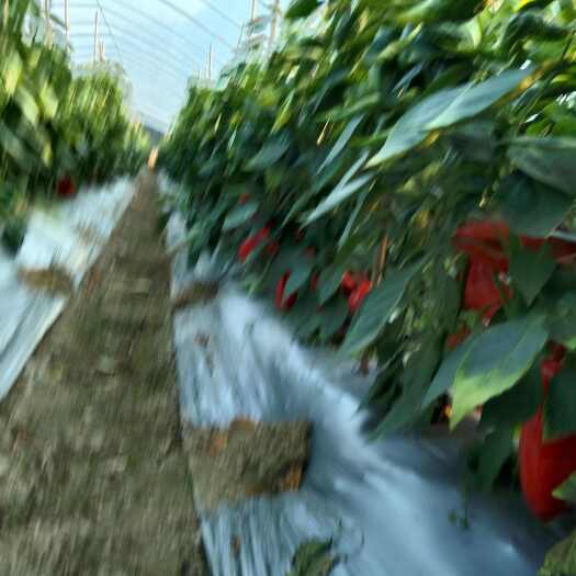 平果市广西平果大红椒  果大色亮 皮厚耐运输 单果重6两现大量上市