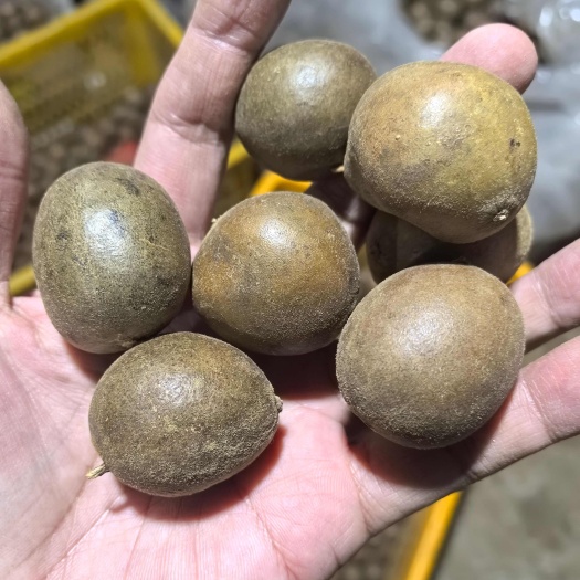 罗汉果仔仔果大量出售有10吨迷你果罗汉果干果地摊货
