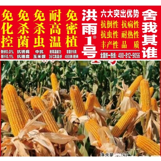 免控旺 免杀虫 免杀菌 免密植！钜棒洪雨1号专用于流转大户