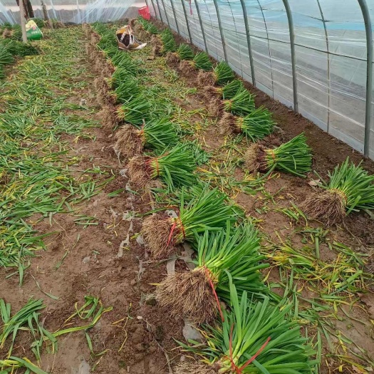 红根蒜苗，河南中牟县发货，质量精品，可以压尾款
