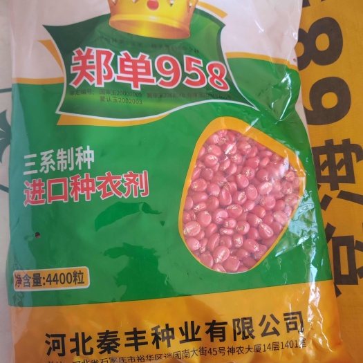 故城县郑单958玉米种子