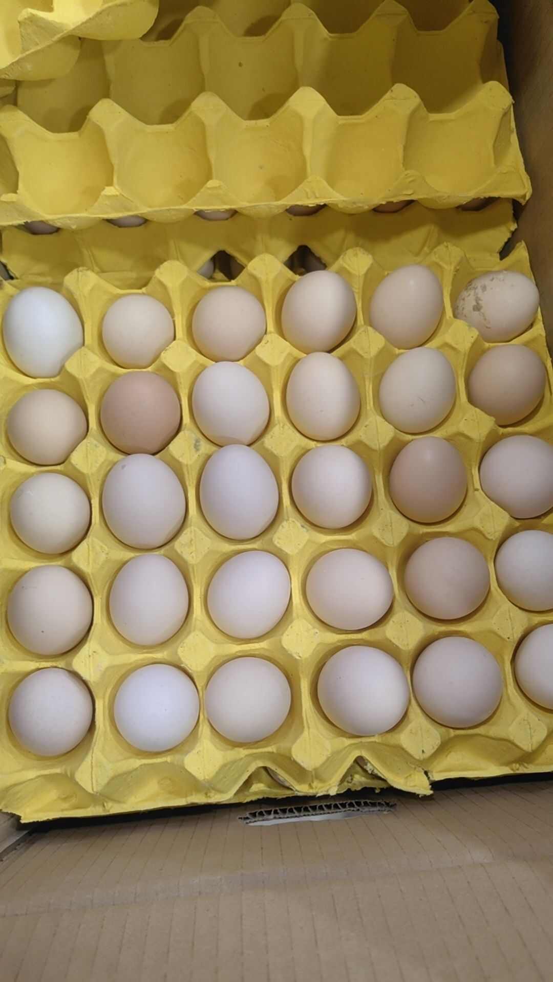 鸡蛋