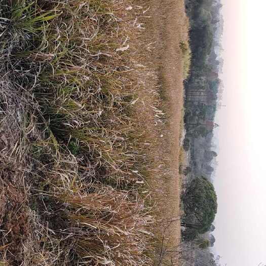 兰溪市白茅根