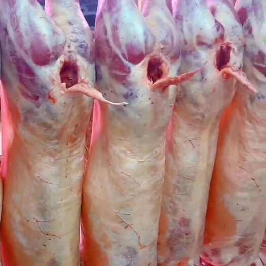 祁连县青海省祁连县白长毛藏羊肉，正宗草膘羊肉，