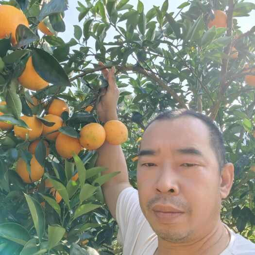 上犹县江西赣南脐橙