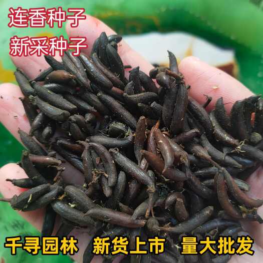 九江新采连香种子 连香树种子连香鲜果种子新鲜连香种子林木种子批发