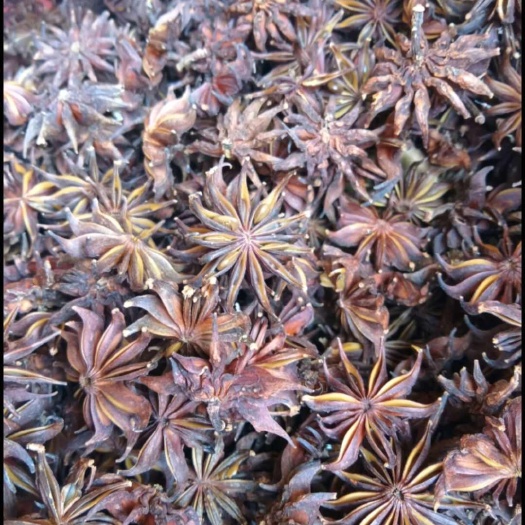 江永县野八角，醉鱼效果好，药性烈。