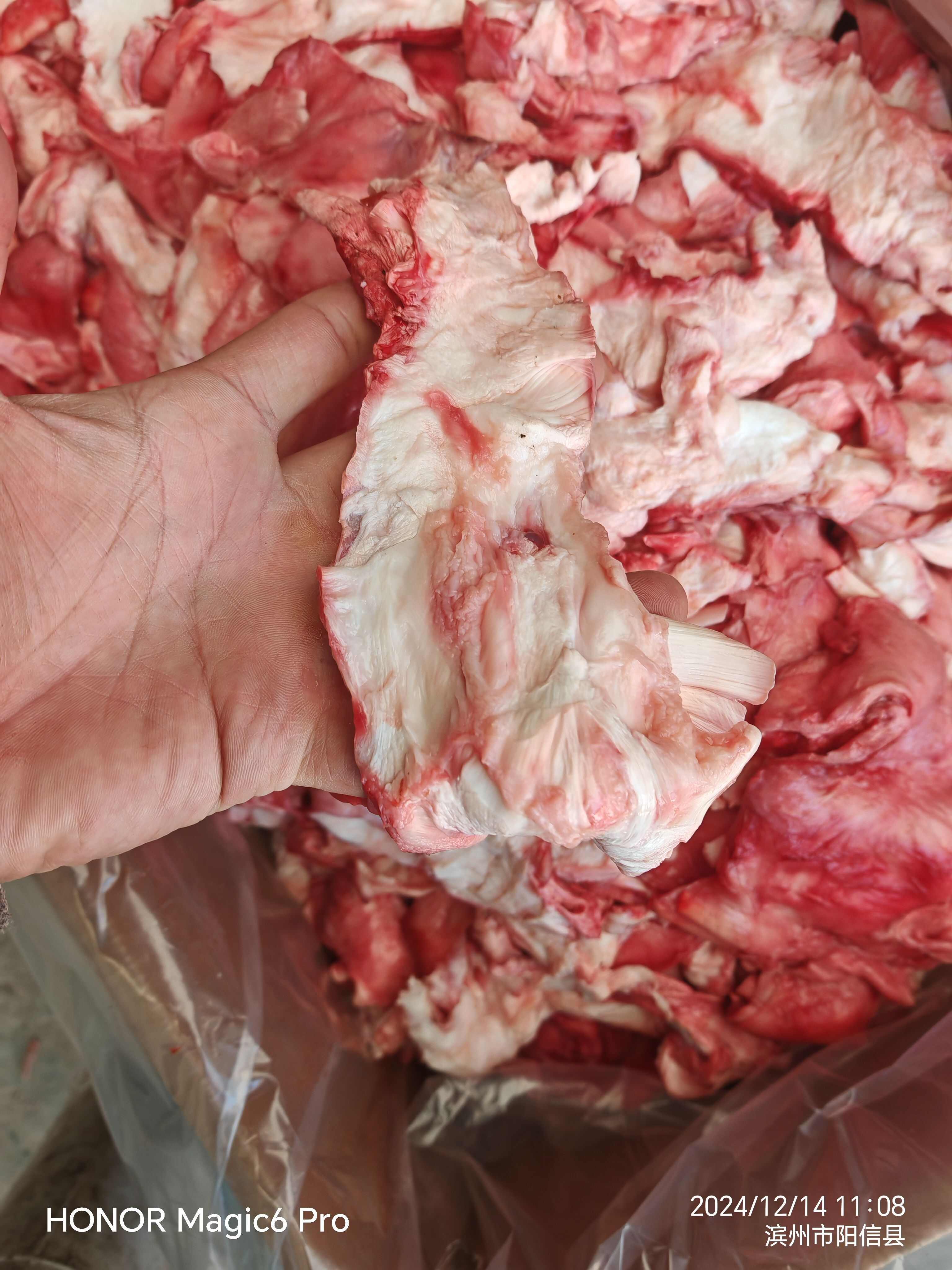 山东阳信优质牛筋 牛副产品 预包装食品 精选食材 快速发货