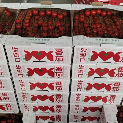张家港市【串收小番茄】樱桃小番茄
