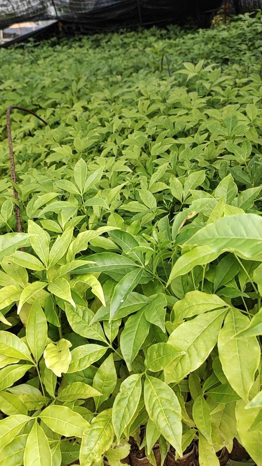中药材丶三叉苦苗