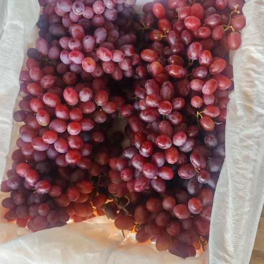 精河县新疆克伦生葡萄，市场精品好货便宜卖了，需要的老板联系我