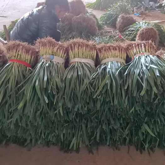 当阳市大蒜苗