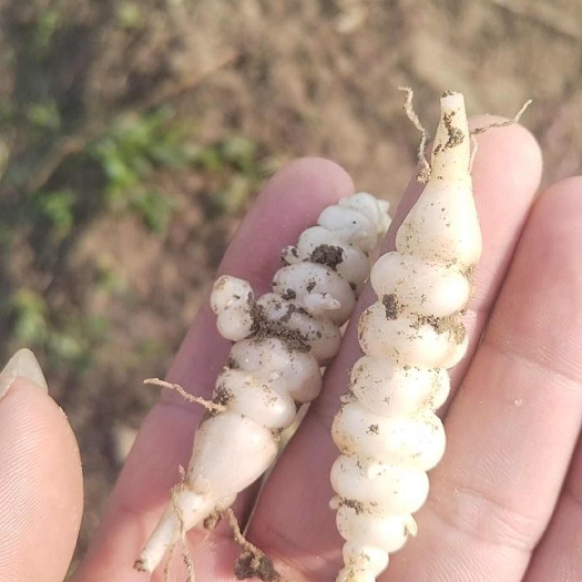 天门市宝塔菜又名玉环