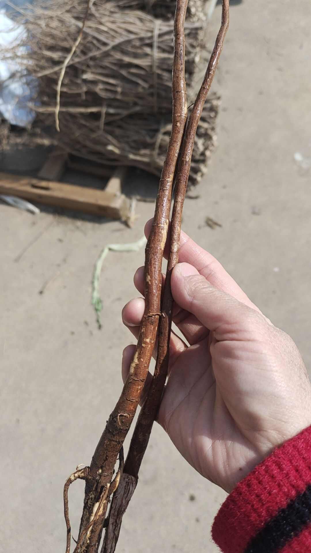 种植千金拔干货15元一斤。没有淋过肥。