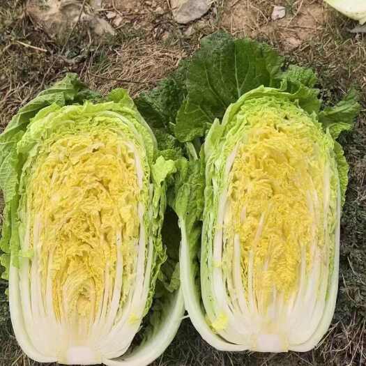 嘉鱼县黄芯大白菜农户自己种植