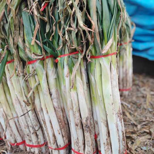 济南自家种植章丘大葱 香甜可口 无任何中间商
