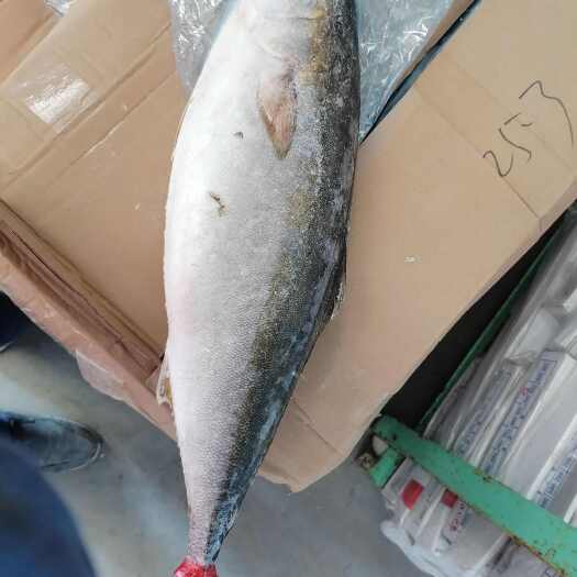 滨州山东滨州沾化区新鲜黄金鲅鱼水产食材配送批发零售