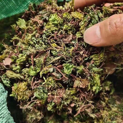 云县回心草