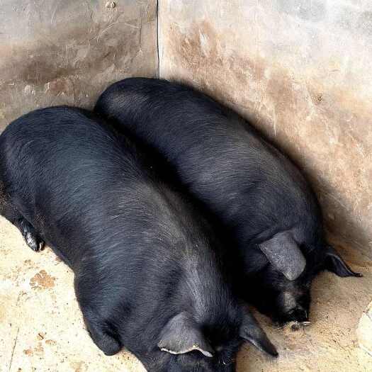 盐池县农村土猪肉，不喂饲料