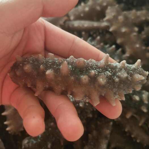 滨州即食冷鲜刺身海参团购电商