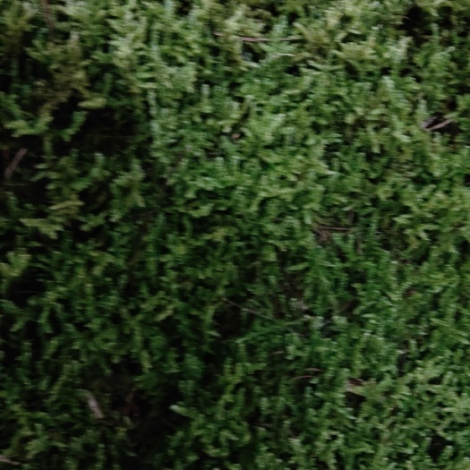 大自然苔藓