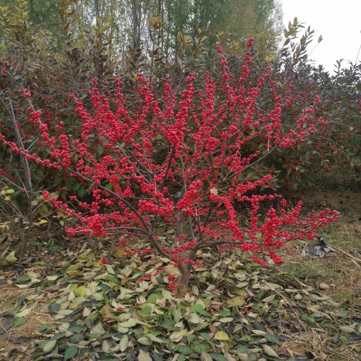 肥城市北美冬青盆栽树苗鲜花卉冬红果切枝一物一拍绿植阳台庭院客厅