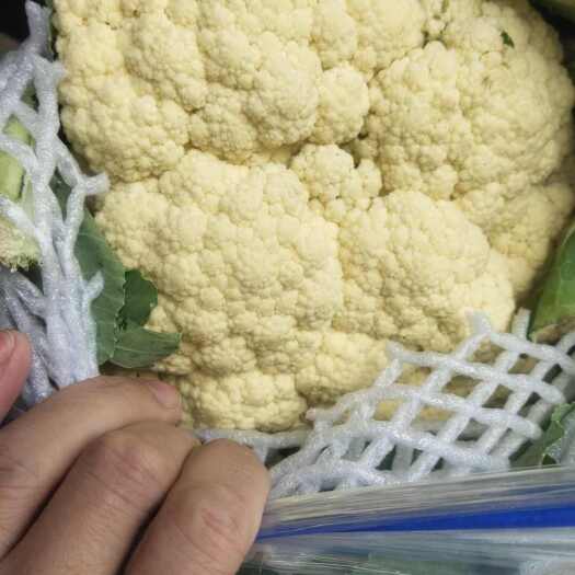 天门市湖北天门新鲜白花菜花 绿色生态 农场直供
