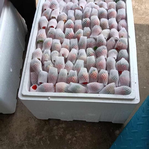 德昌县大凉山露天草莓  奶油草莓