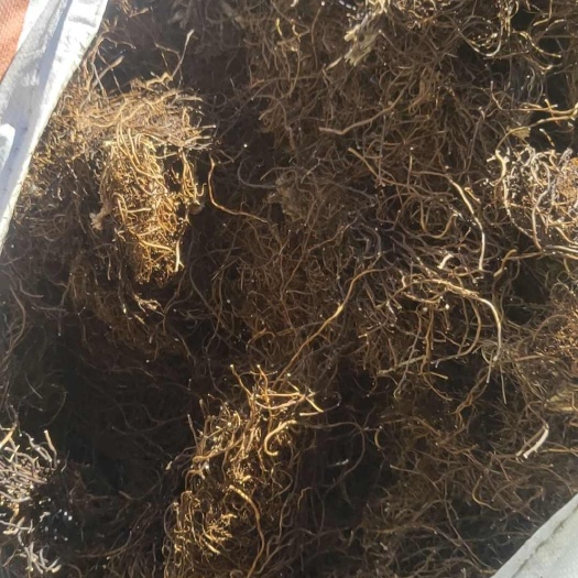 无极县威灵仙大量供货
