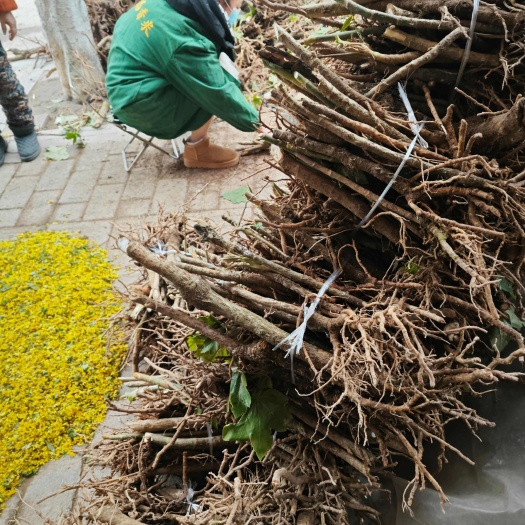 垫江大通草苗 通草苗