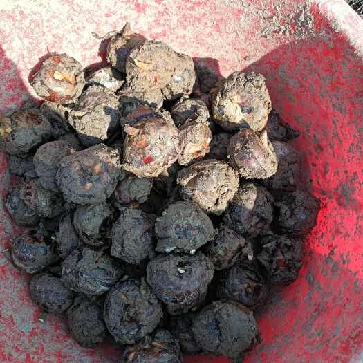 灌阳县马蹄有货大果12个一斤的