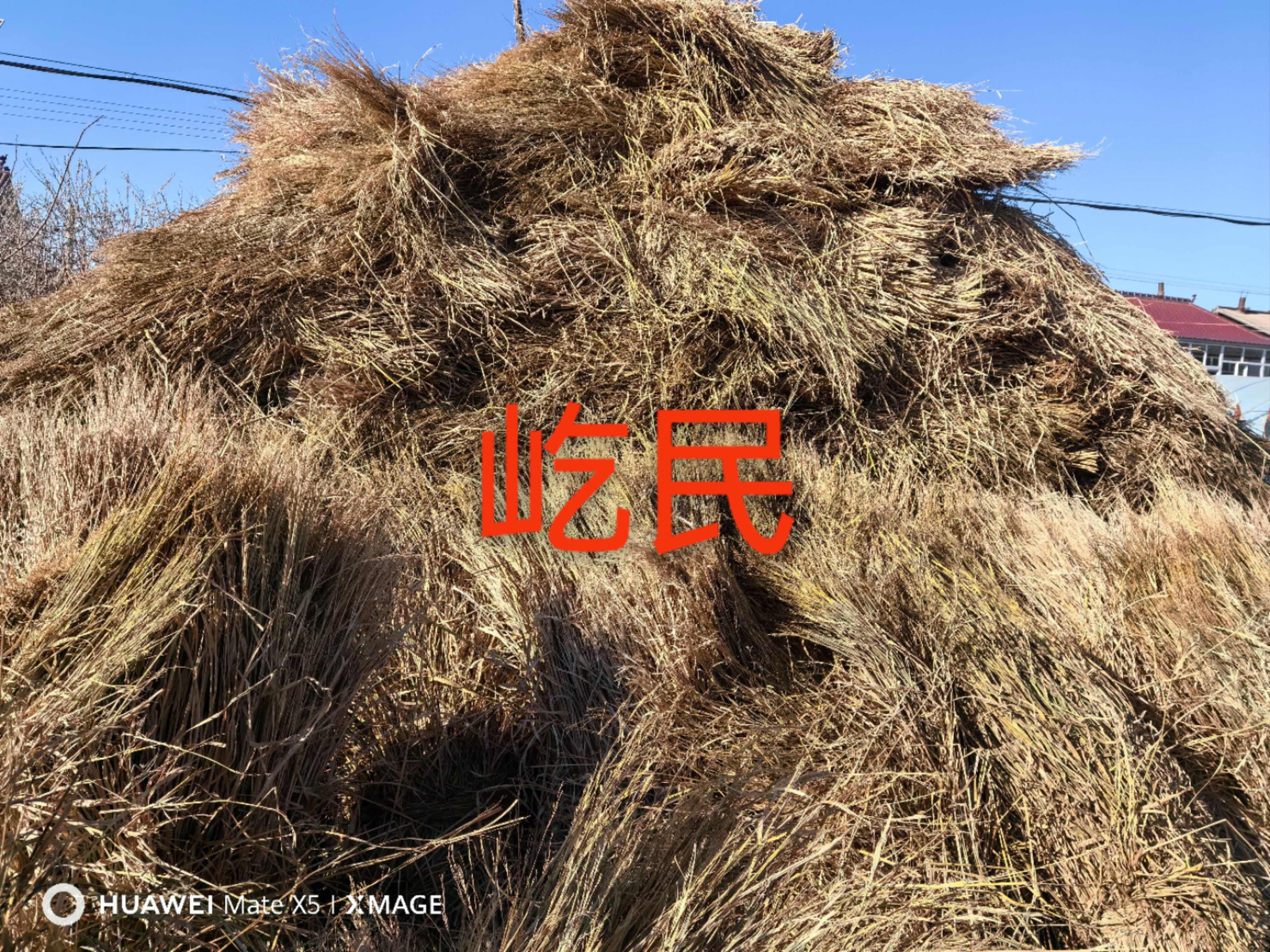 水稻秸秆