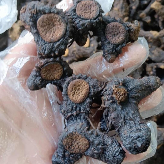 博罗县九蒸九晒黄精干，姜黄精