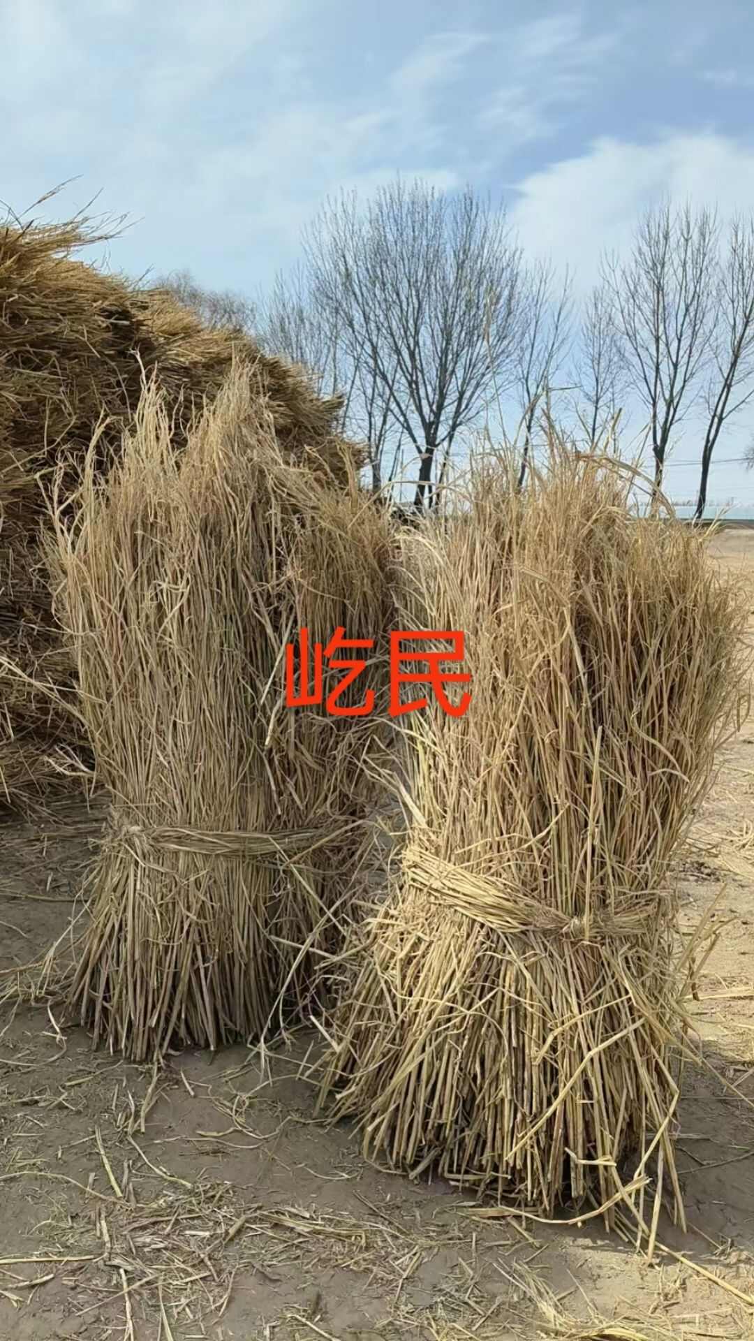 水稻秸秆