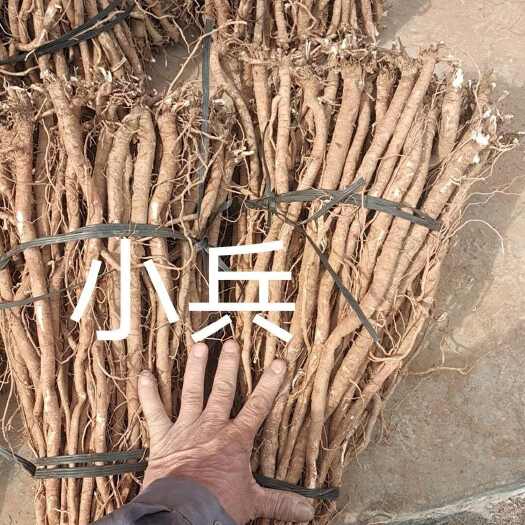 恭城县小叶千斤拔药材鲜货供应