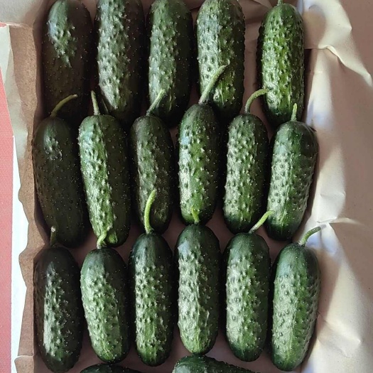 寿光市玛莎黄瓜，腌黄瓜，出口品质，货源稳定，对接全国客商合作共赢。